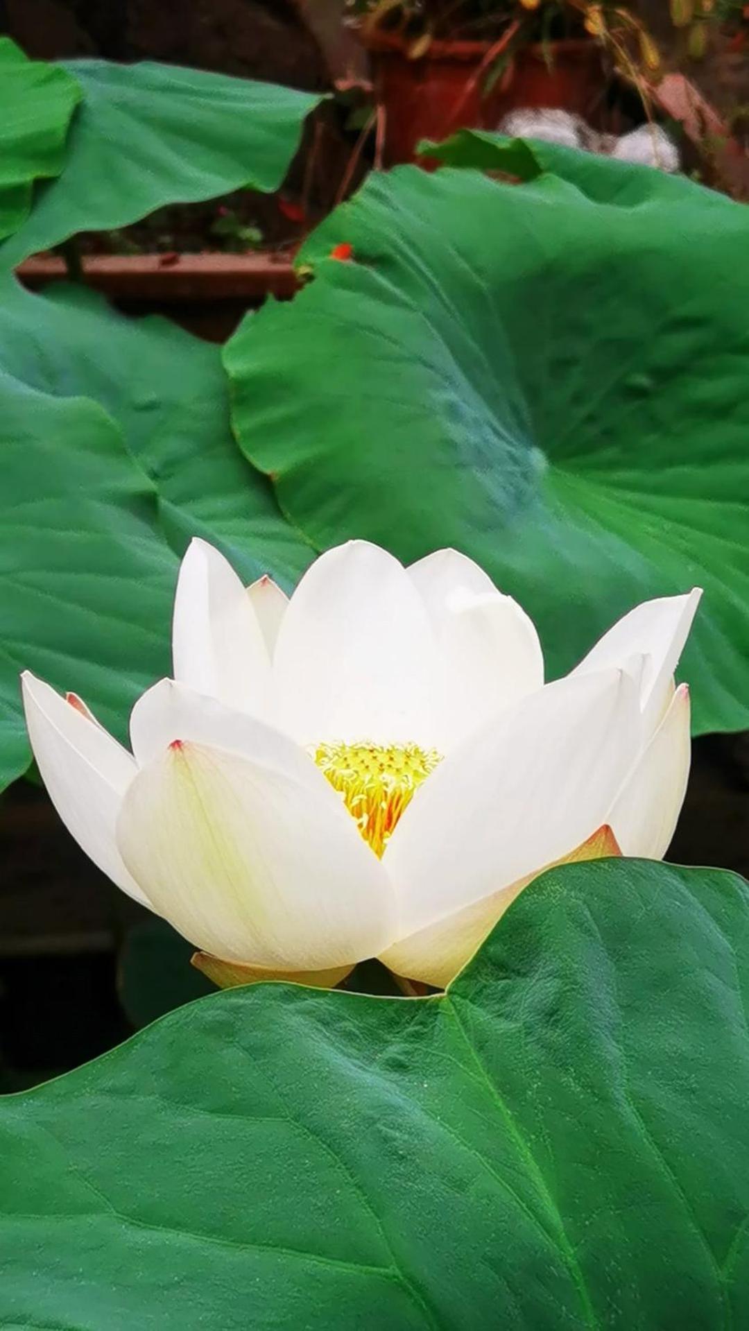 The Lily Pad Inn Dali  Dış mekan fotoğraf